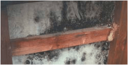 壁内のカビ