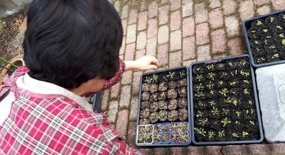 こちらの苗、葉が付いた状態で侘蔵におすそ分け頂きました。