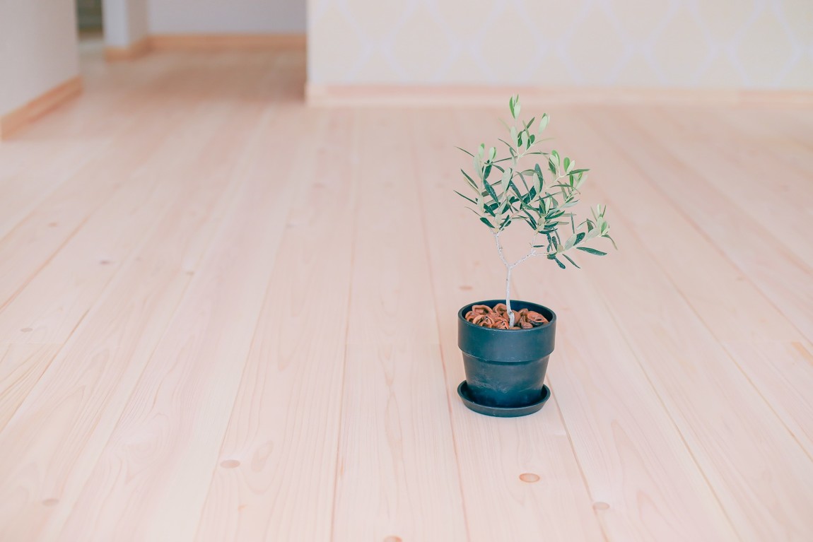 平和の象徴として知られる「オリーブの木」を植樹されました