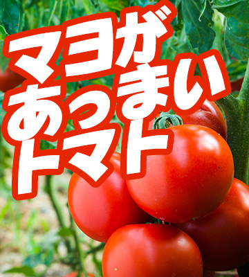 【2024年9月】麗華トマトの写真